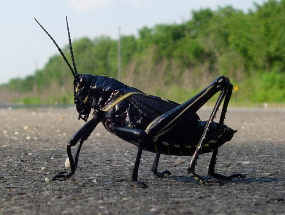 Insects-Spiders – Manchac Greenway